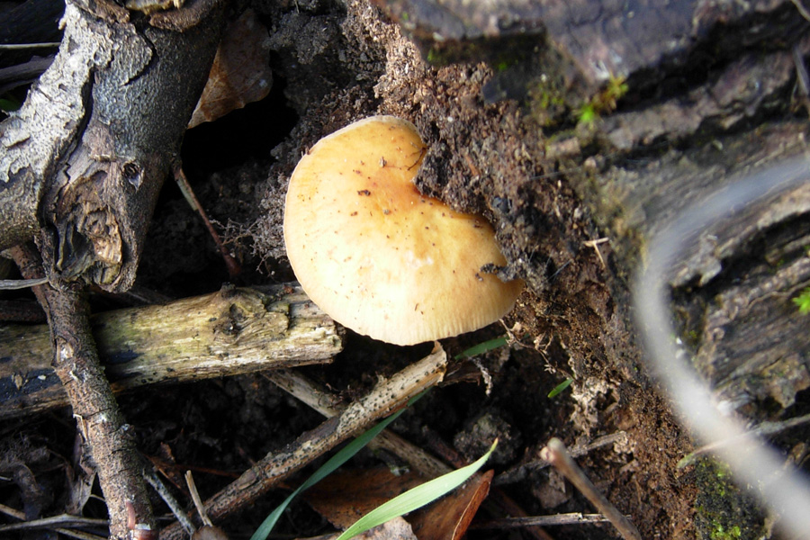 Funghi... e la mia prima micro!